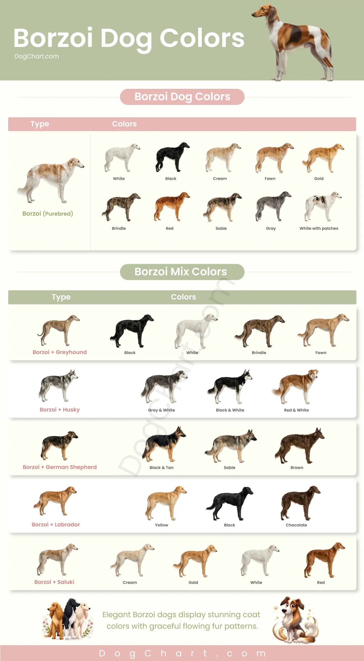 Borzoi Dog breed colors