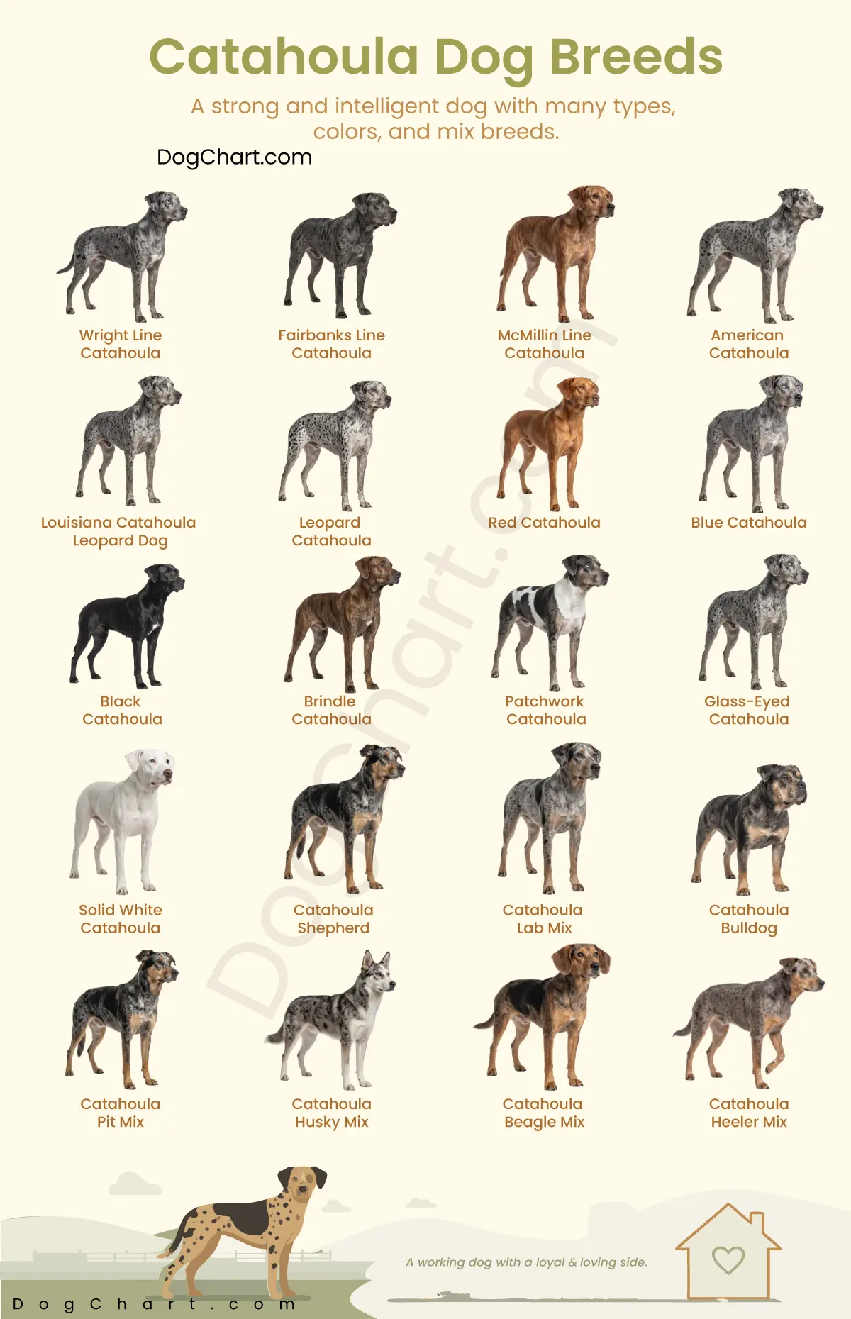 Catahoula Dog Breeds with Pictures