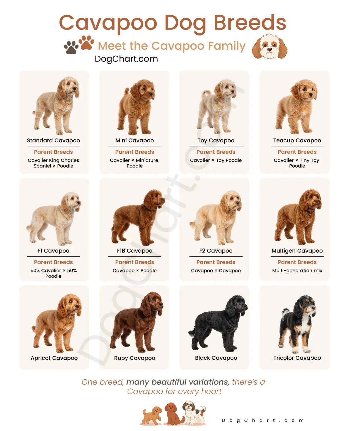 Cavapoo Dog Breed List with Pictures