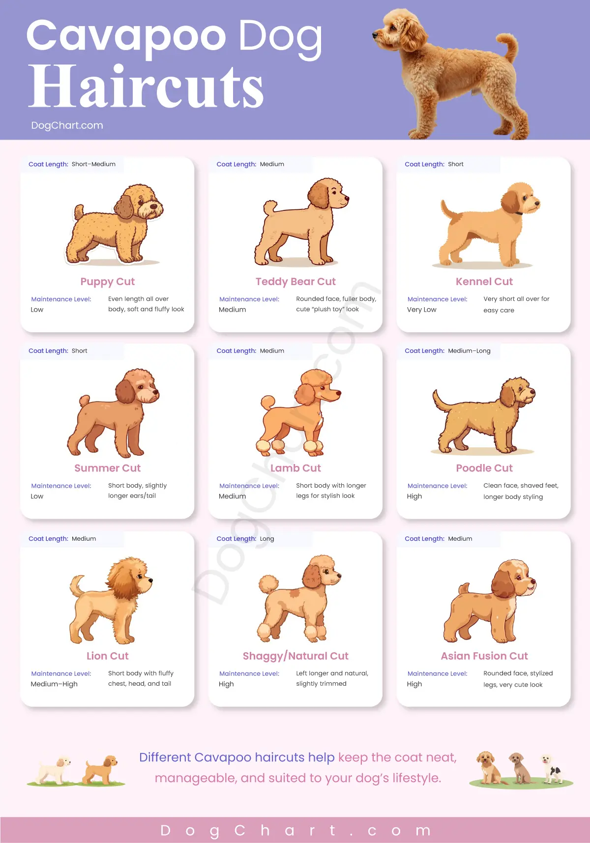 Cavapoo Dog Haircuts