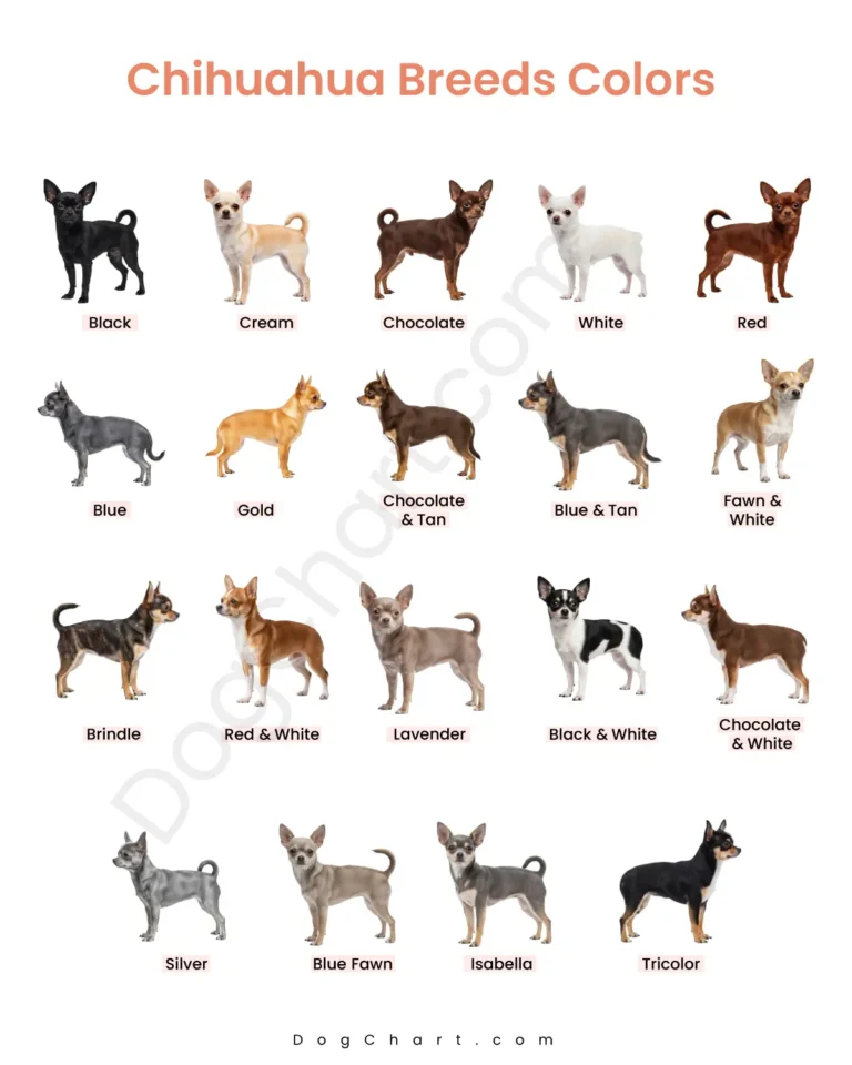Chihuahua Breeds Color