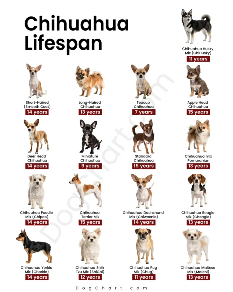 Chihuahua Breeds Lifespan