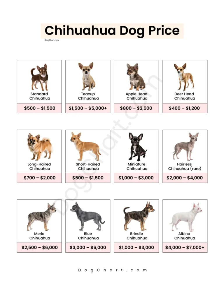 Chihuahua breeds Price Chart