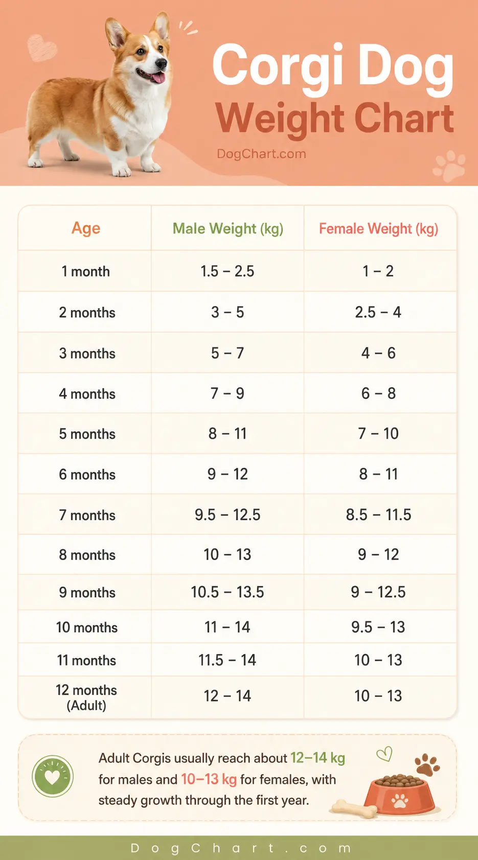 Corgi Size Chart by Age (Male vs Female) Corgi Dog Size Chart by age