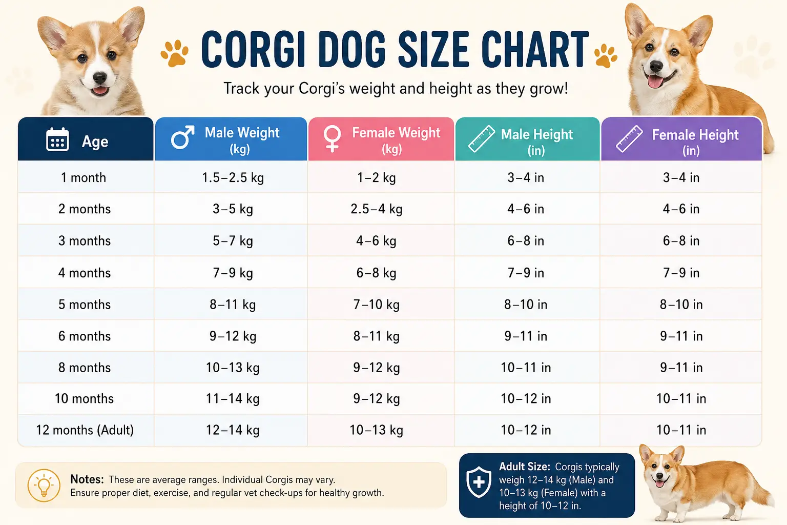 Corgi Puppy Weight Chart by Age (Male vs Female) Corgi Weight Chart by age male and female
