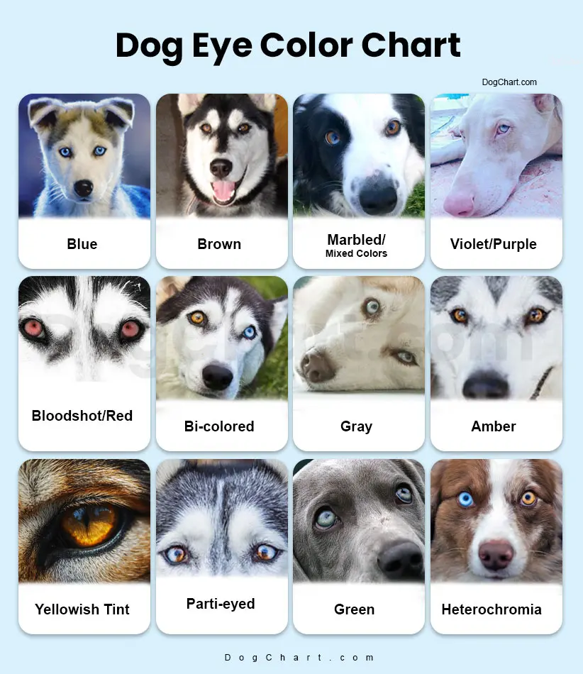 Dog Eye Colors: Brown, Blue Or Green Dog Eye Color Chart