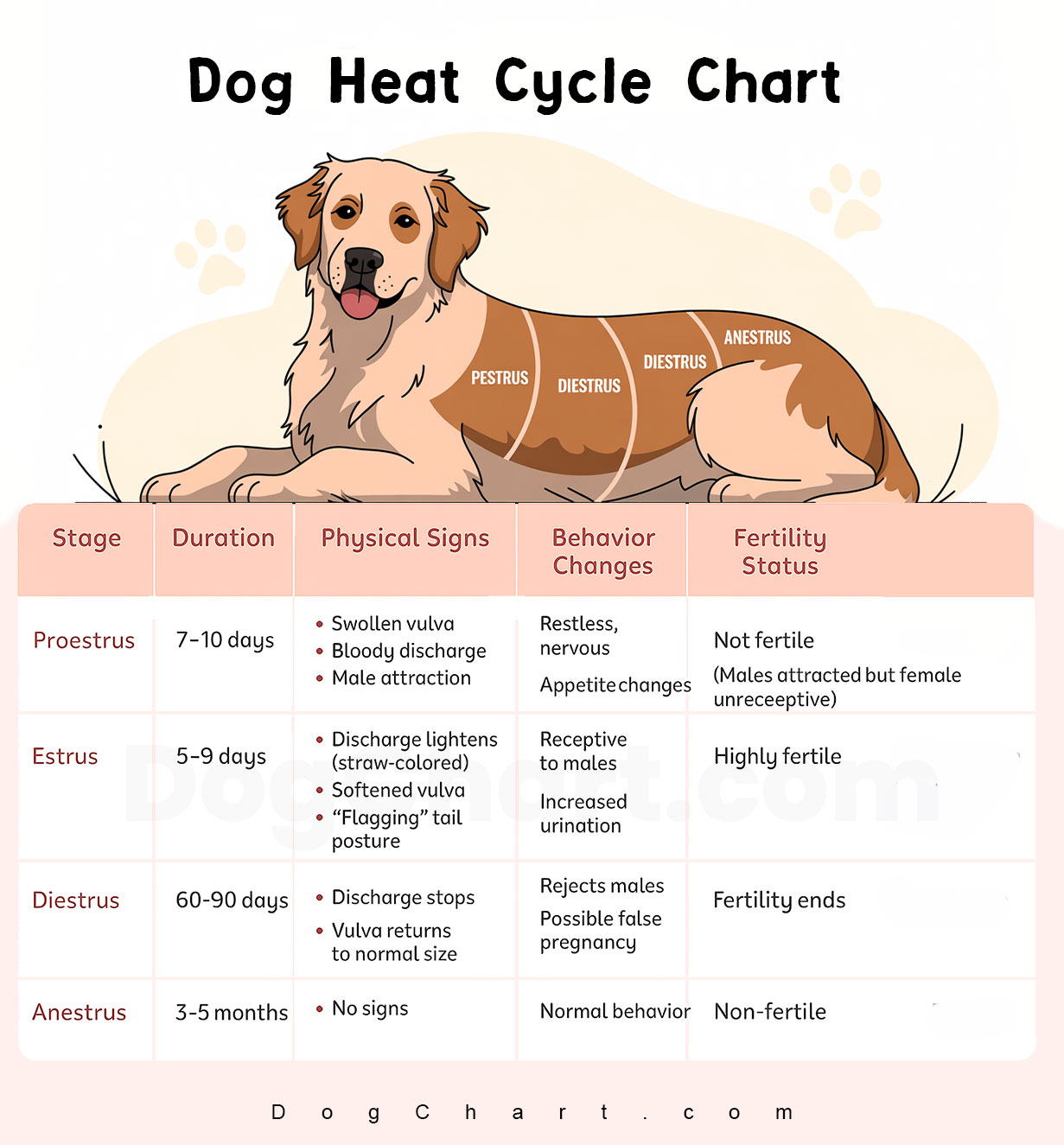 Dog Heat Cycle Chart - Timing, Signs & What to Expect Dog Heat Cycle Chart