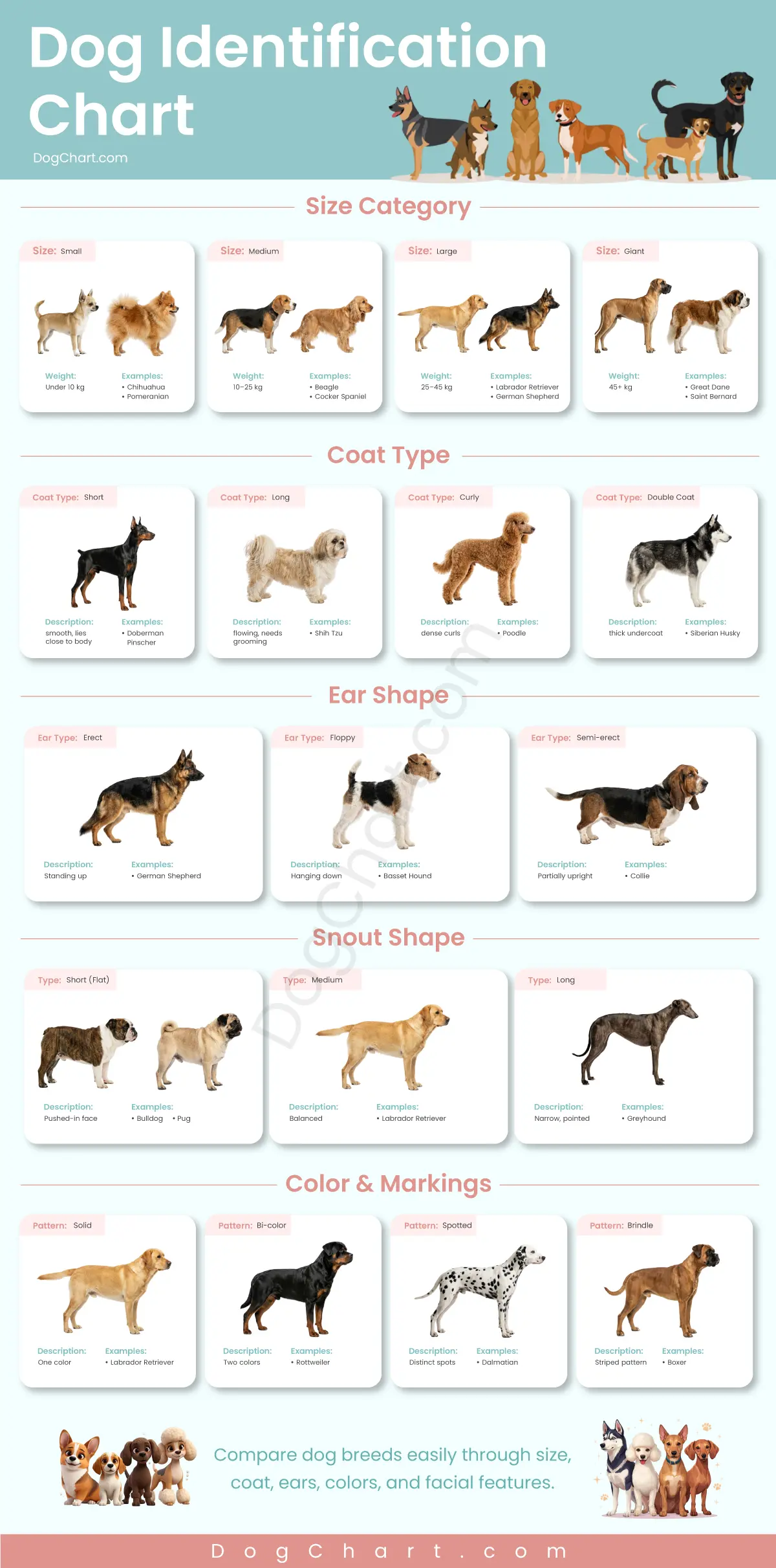 Dog Identification Chart