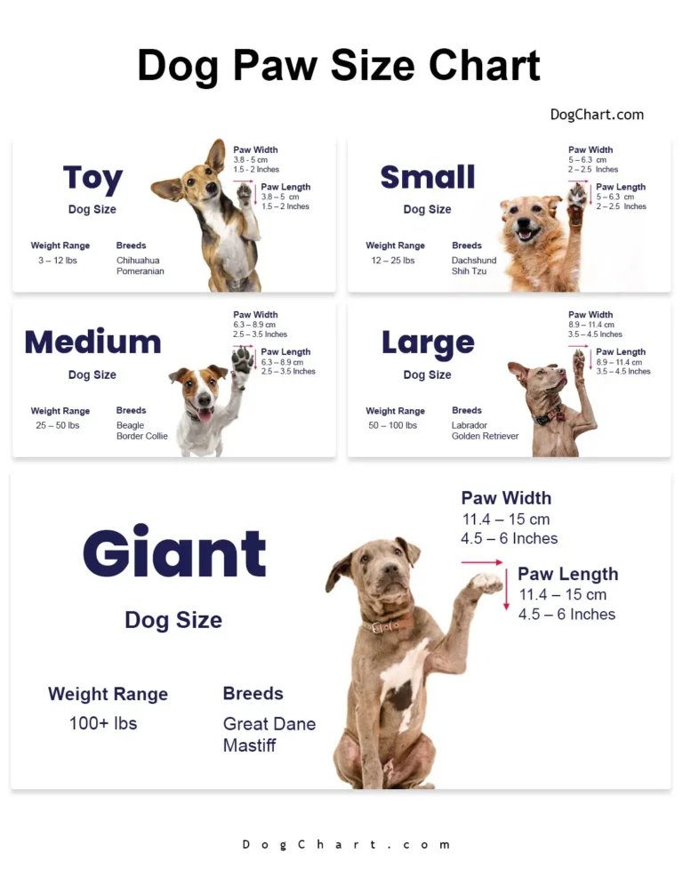 Dog Paw Size Chart