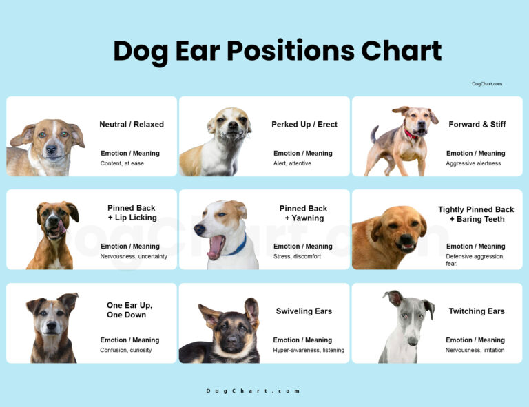 Dog ear positions chart with pictures and meanings