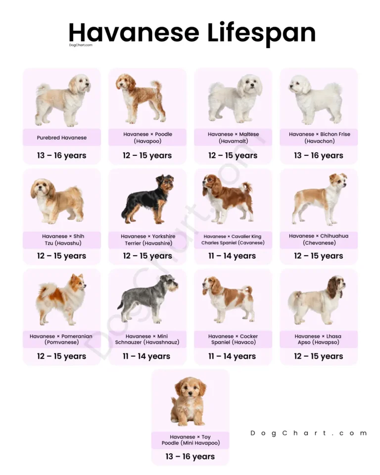 Havanese dog breeds Lifespan