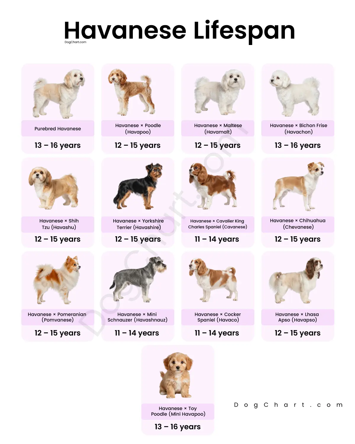 Havanese dog breeds Lifespan