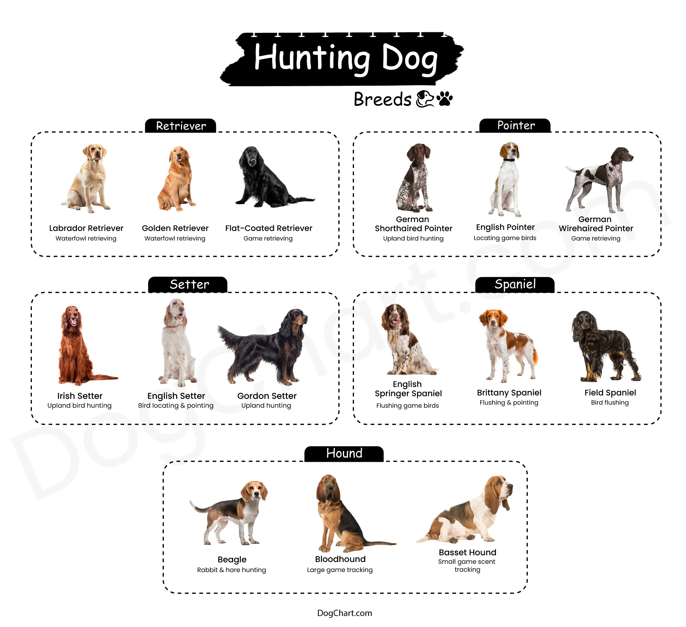 Hunting Dog Breeds - Types, Traits, and Chart Hunting Dog Breeds List with Pictures