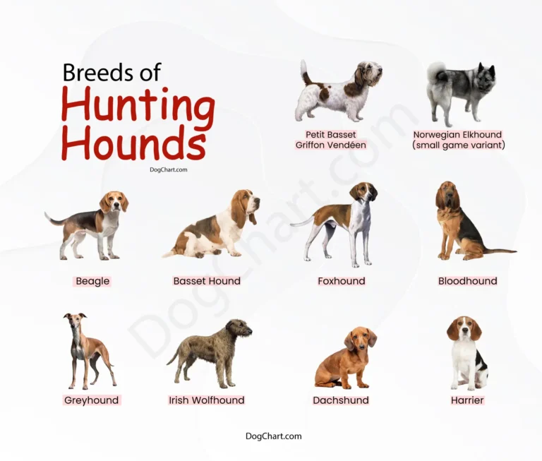 Hunting Hounds Breeds