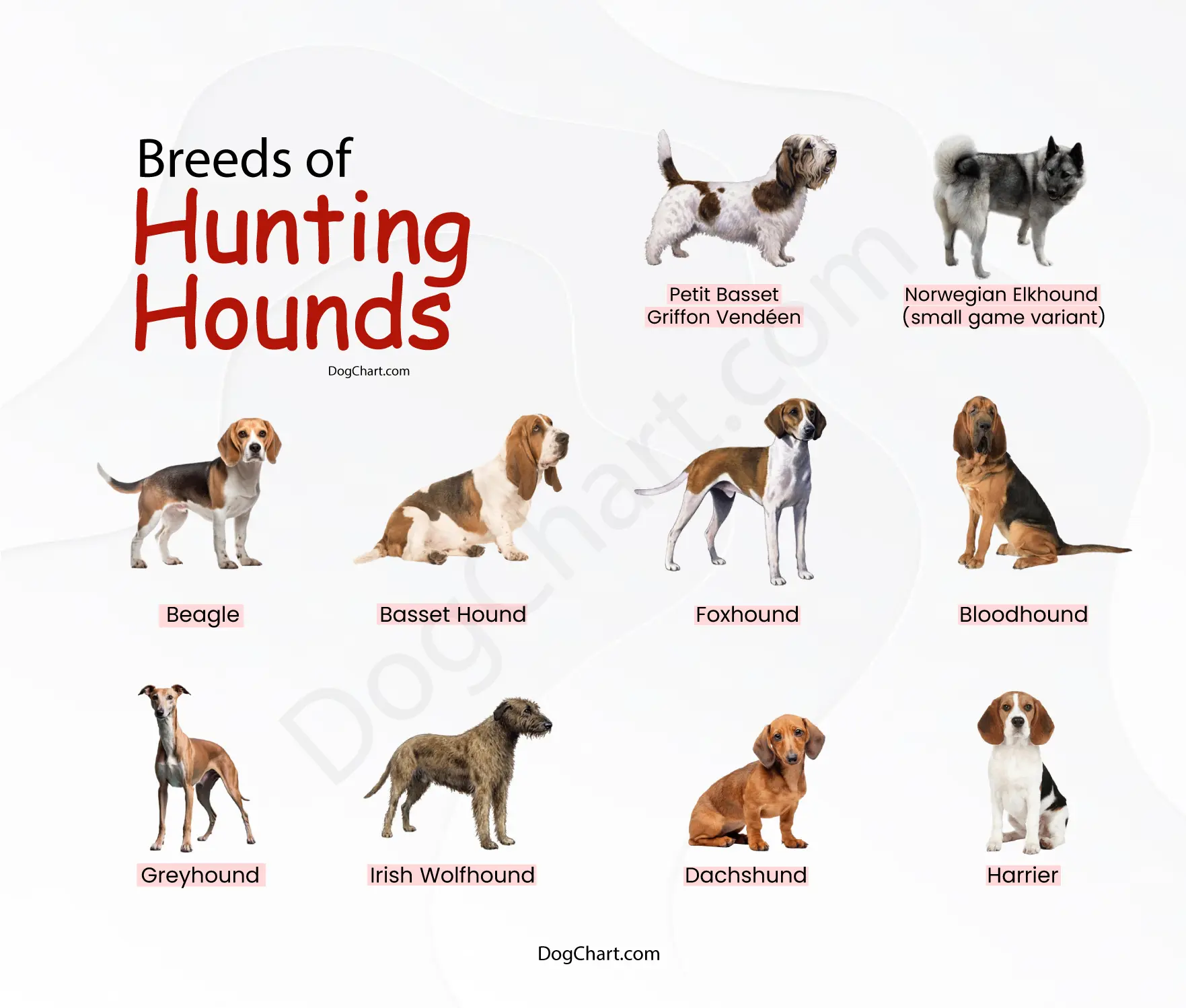 Best Breeds of Hunting Hounds - Complete Guide Breeds of Hunting Hounds with Pictures