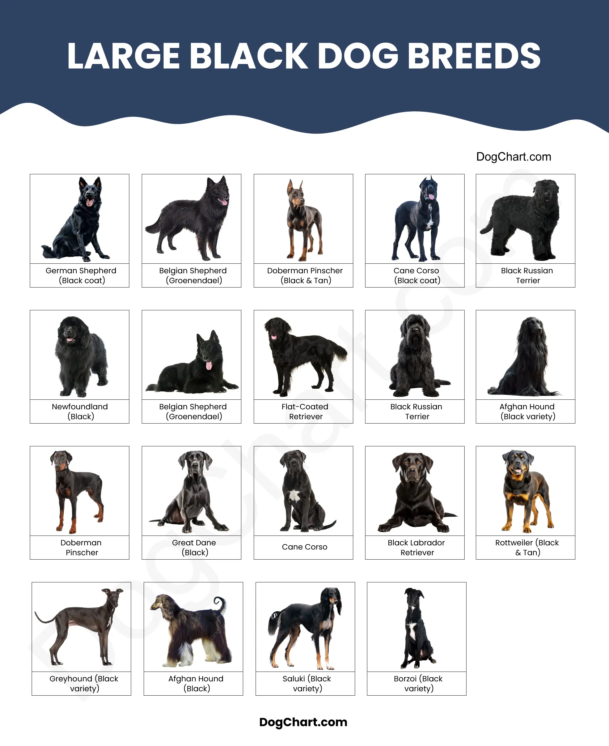 Large Black Dog Breeds List with Pictures 