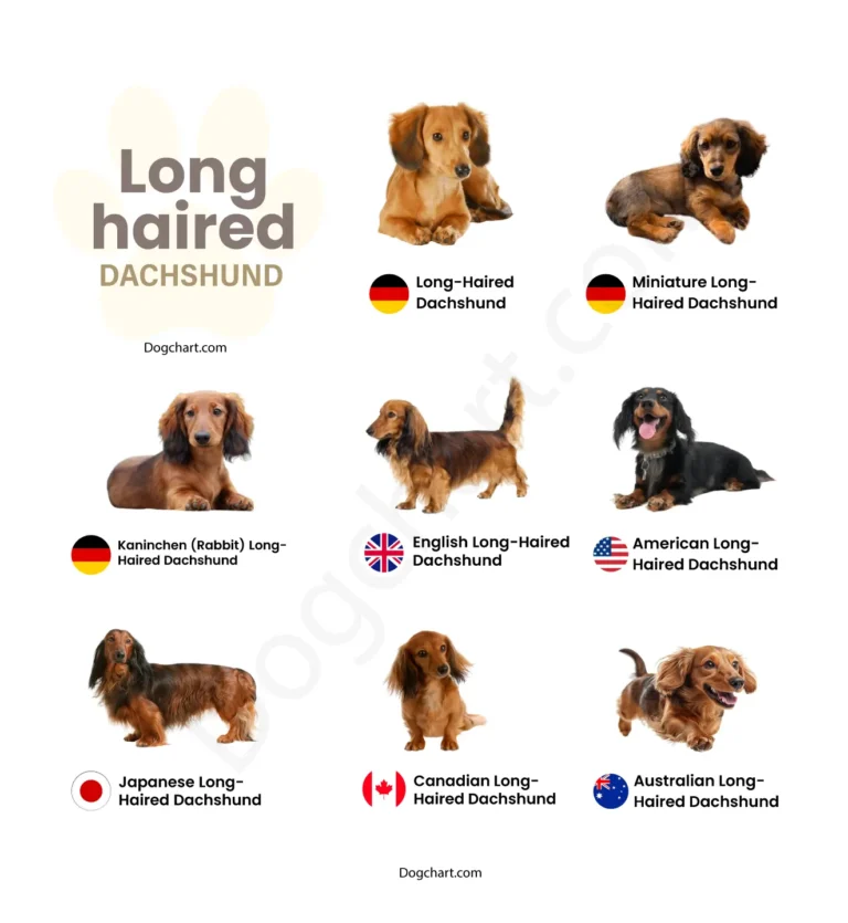 Long Haired Dog Breeds