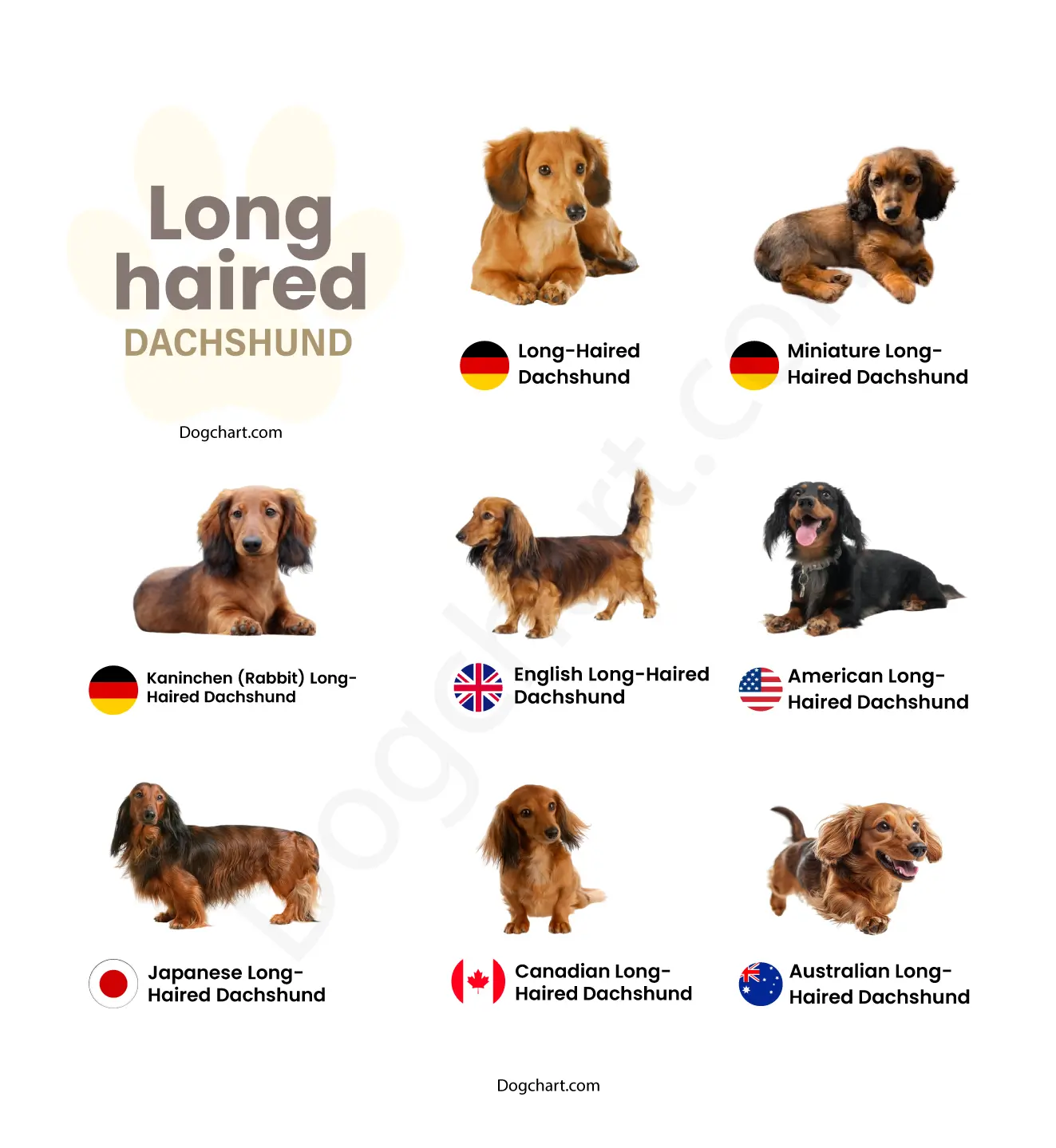 Long Haired Dachshund Breed List with Pictures Long Haired Dachshund