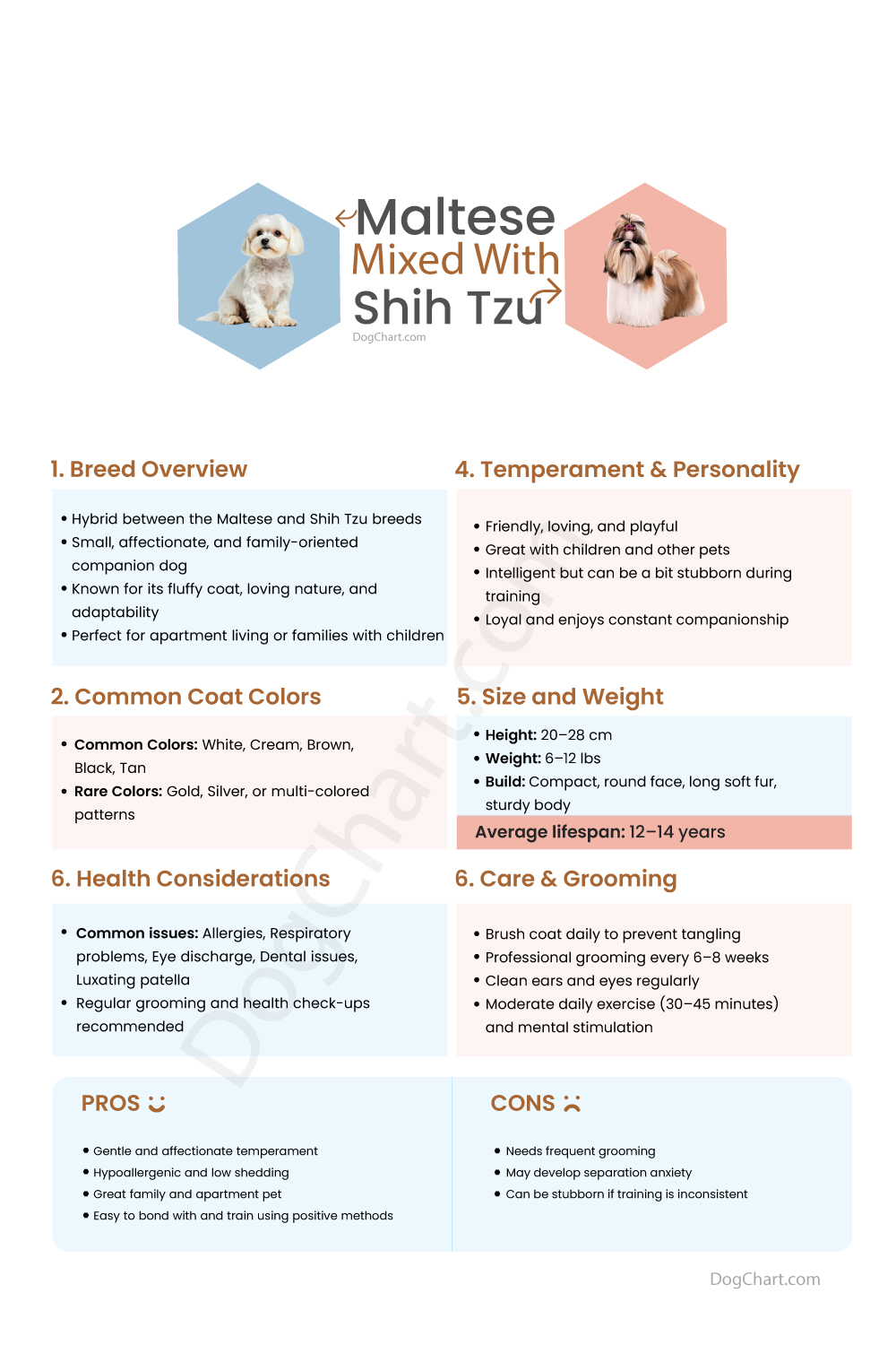 Malshi Maltese Mix Shih Tzu