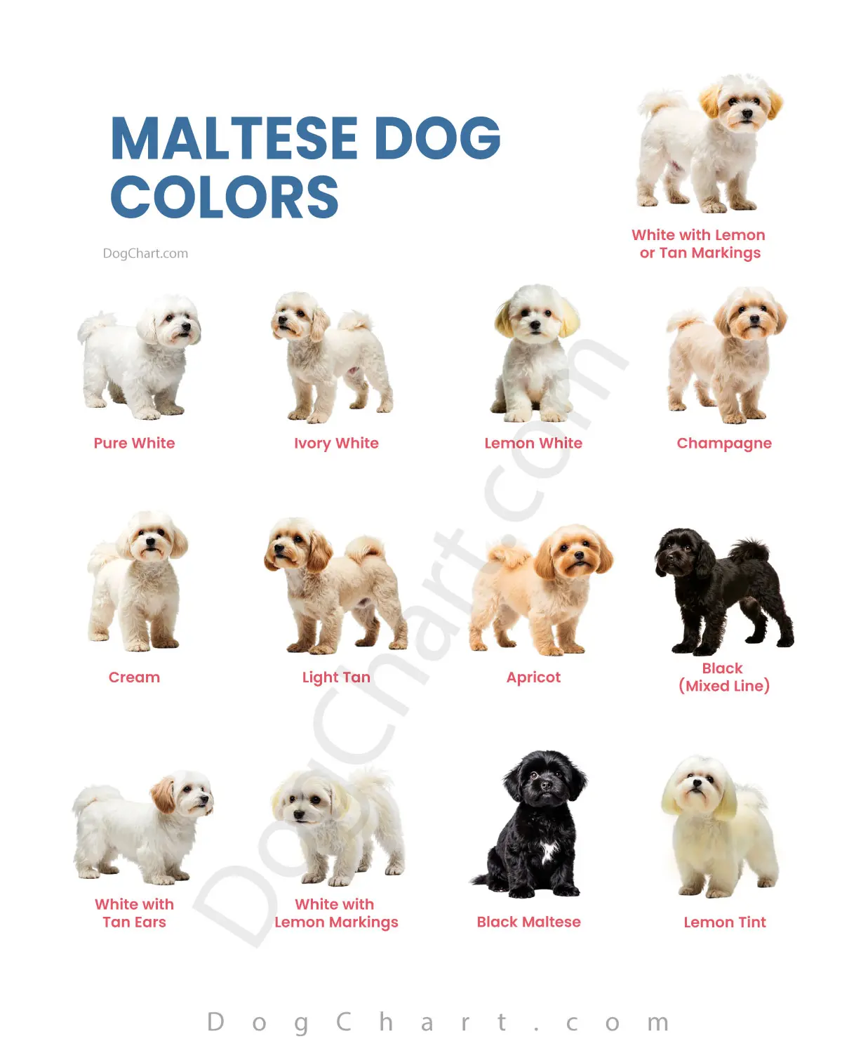 Maltese Dog Breeds Colors