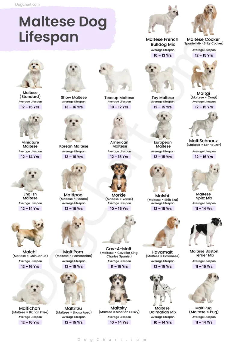 Maltese Dog Lifespan