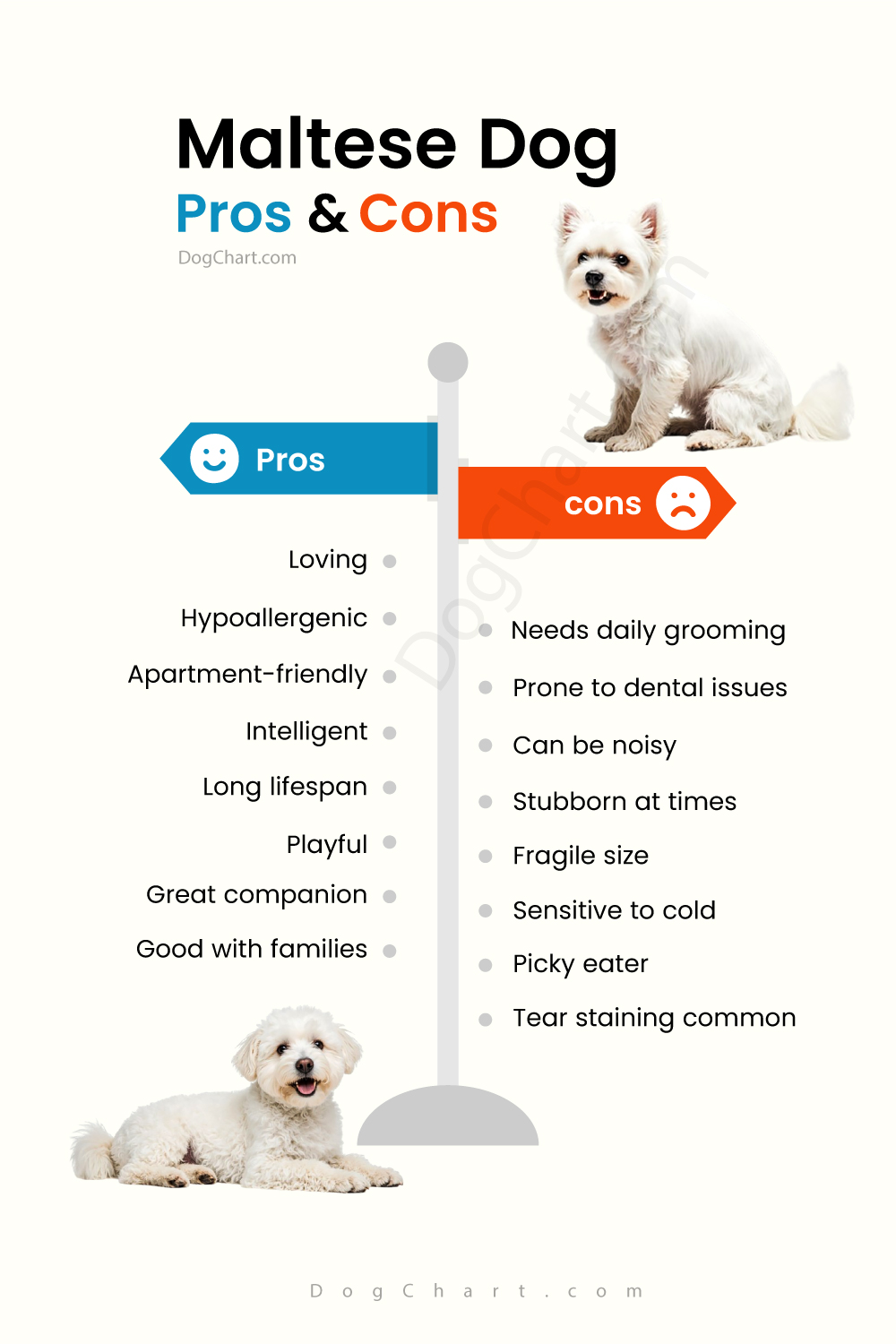 Maltese Dog Pros and cons