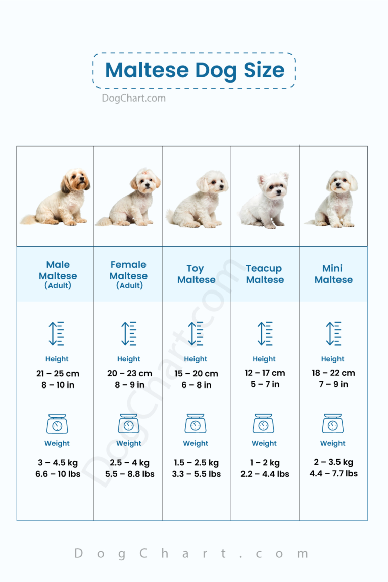 Maltese Dog Size Chart and Growth Guide Maltese Dog Size