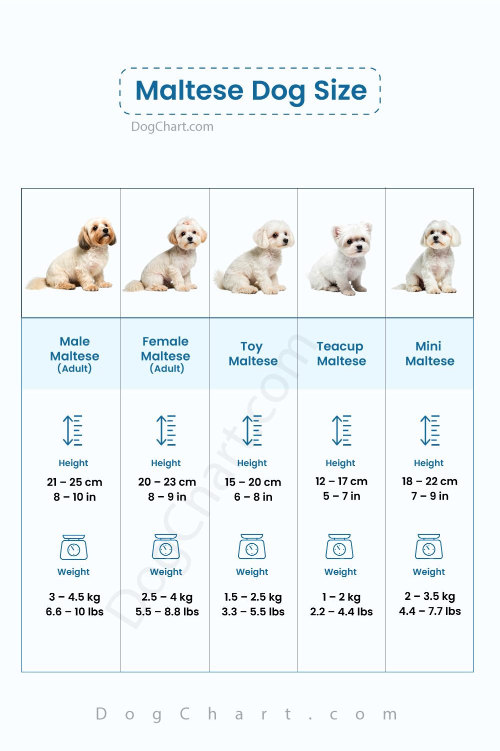 Maltese Dog Size Chart and Growth Guide Maltese Dog Size Chart