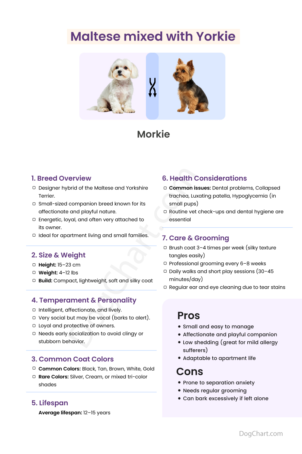 Maltese Mixed with Yorkie (Morkie) Maltese Mixed with Yorkie