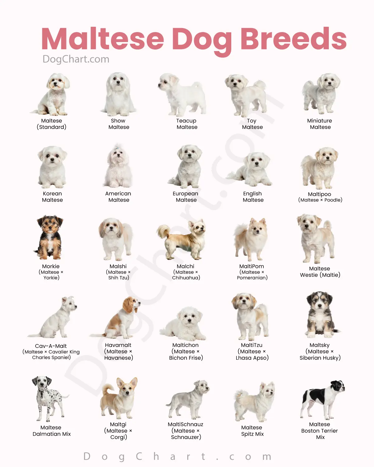Maltese Dog Breeds - Types, Mixes, and Varieties Maltese dog breeds list with pictures