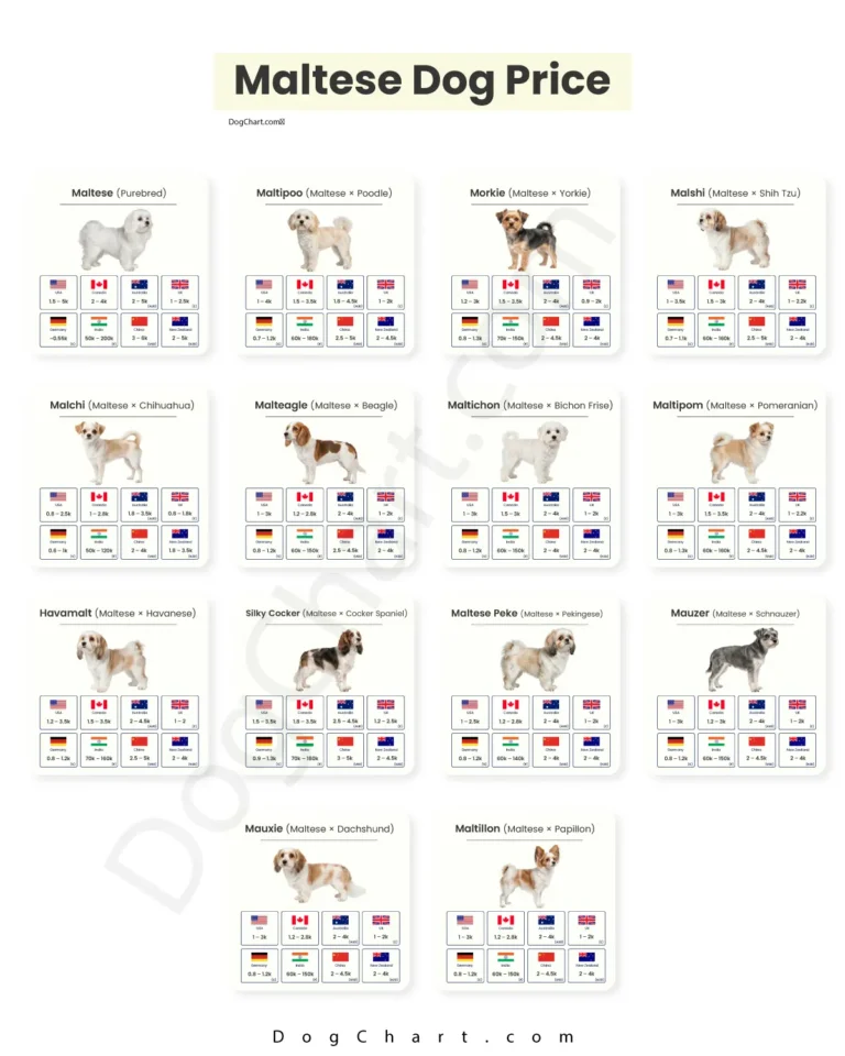 Maltese dog price range
