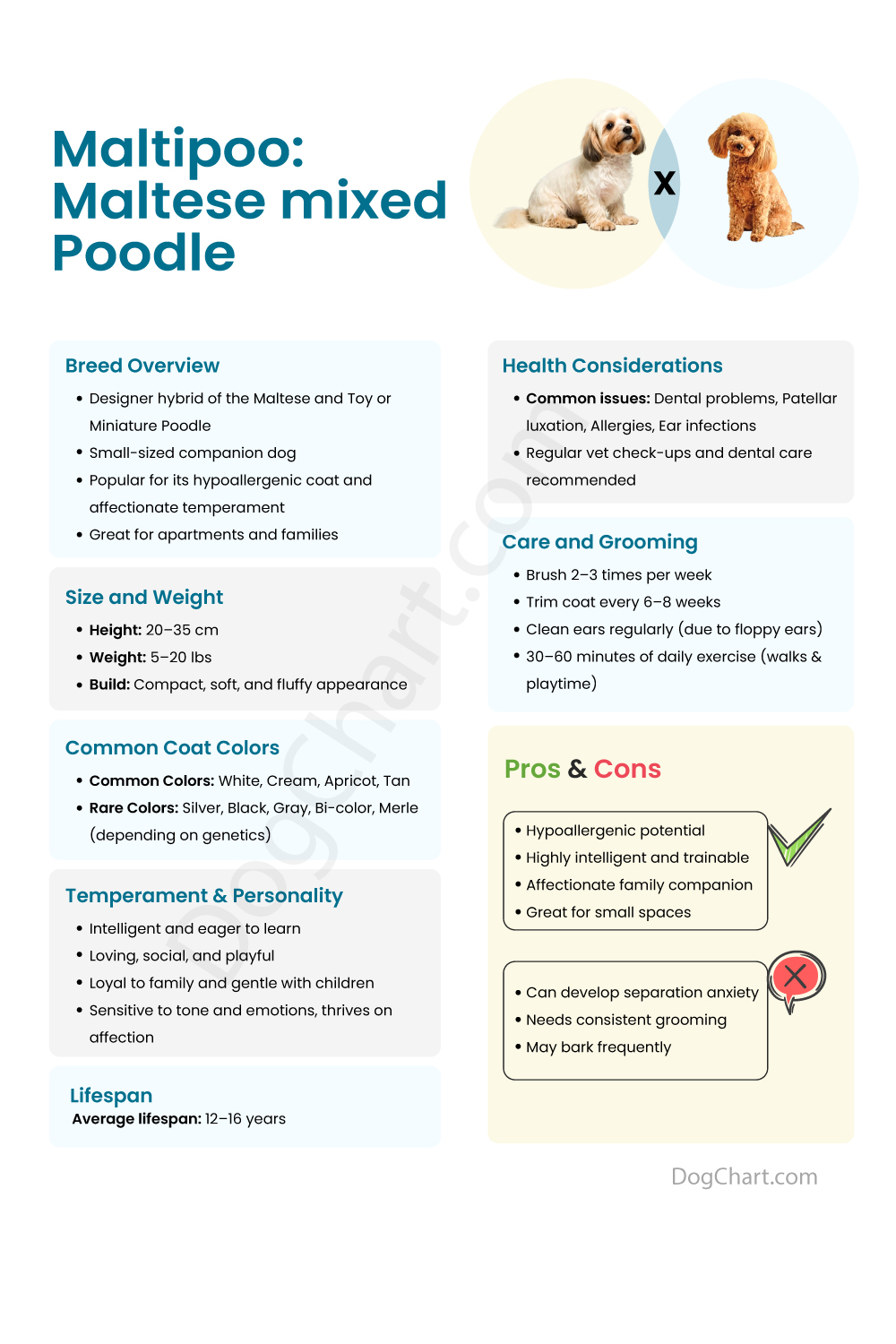 Maltipoo The Maltese and Poodle Mix