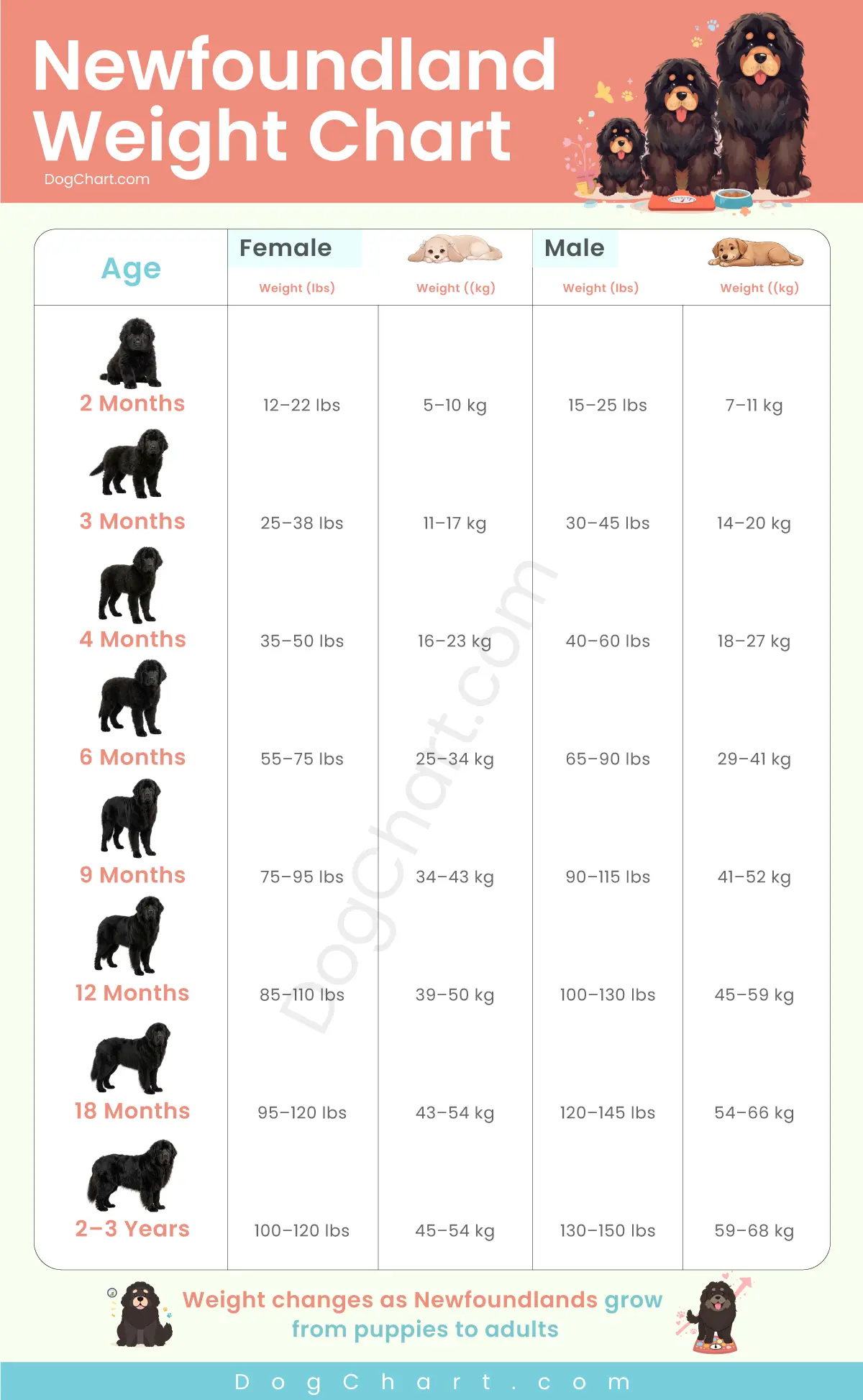 Newfoundland Dog Weight Chart by age male female