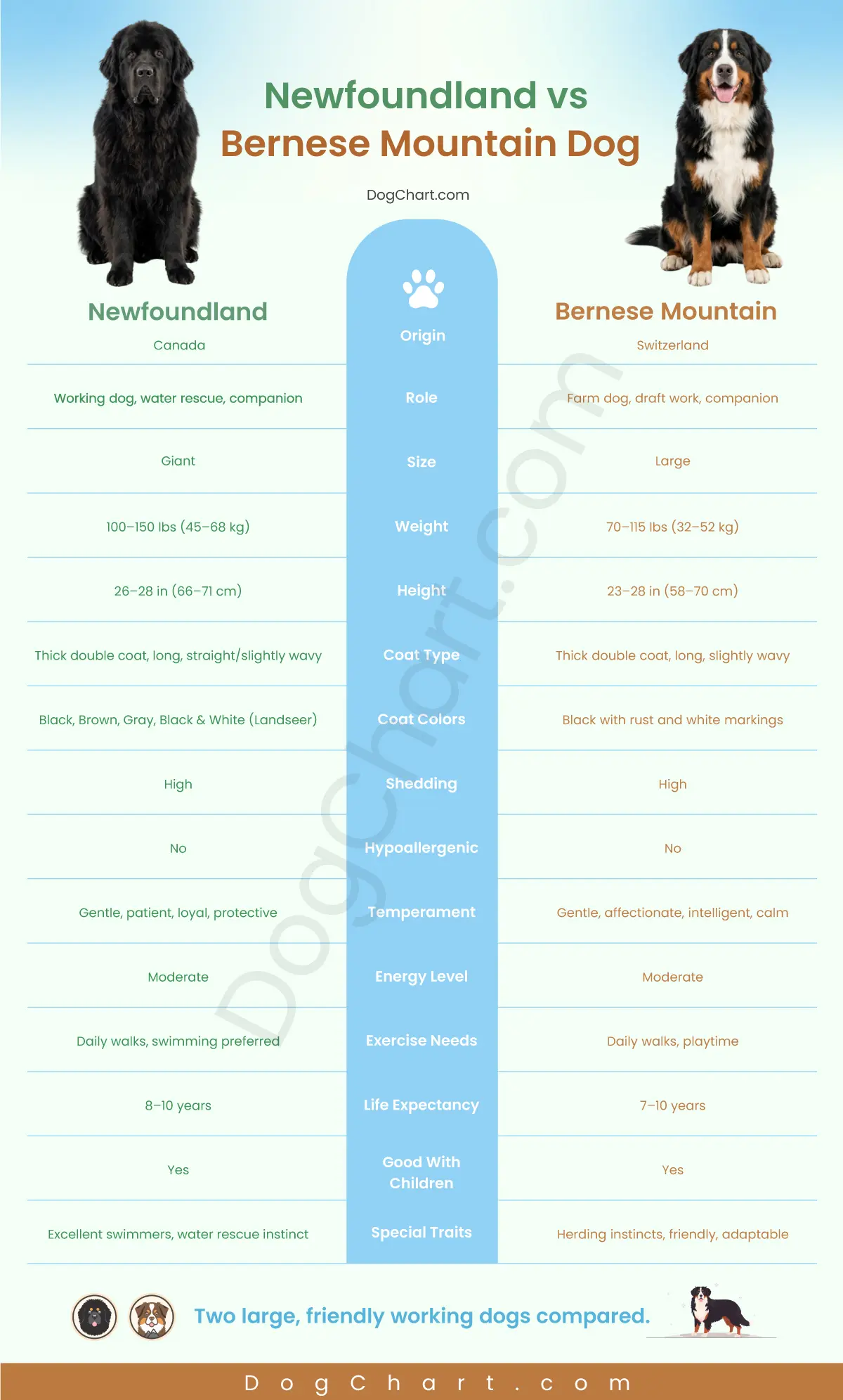 Newfoundland vs Bernese Mountain Dog