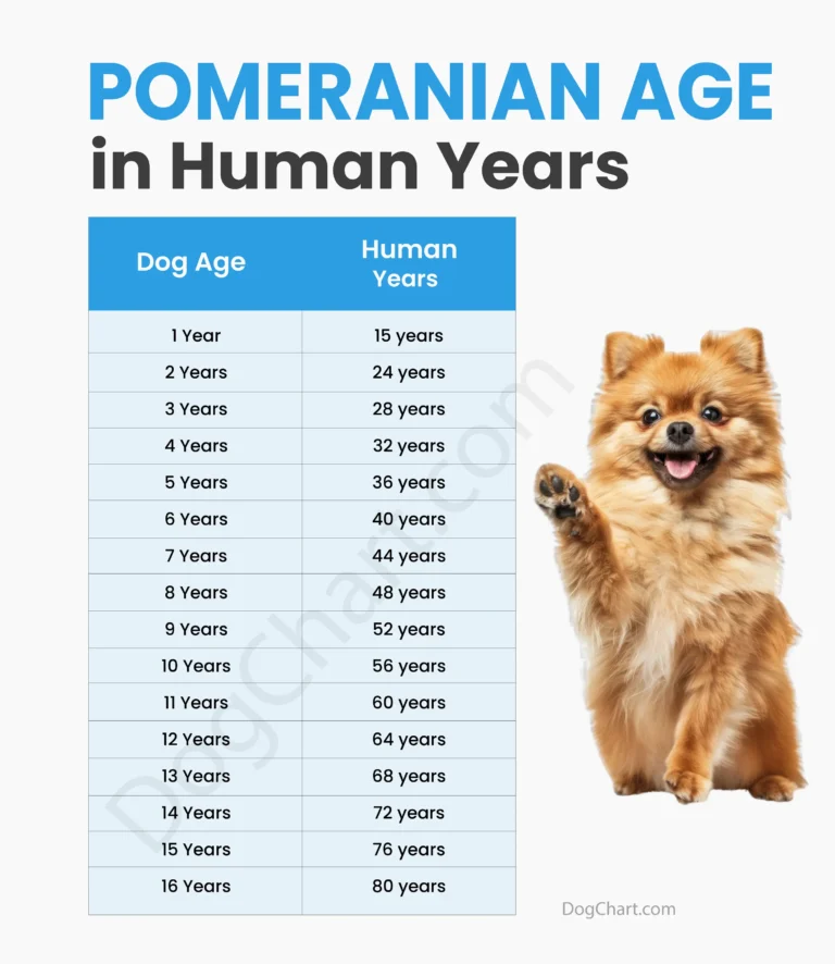 Pomeranian Age