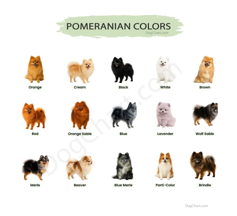 Pomeranian Breeds Colors Common Rare Puppy Coat Variations Explained Pomeranian Breeds Colors Common Rare Puppy Coat Variations Explained