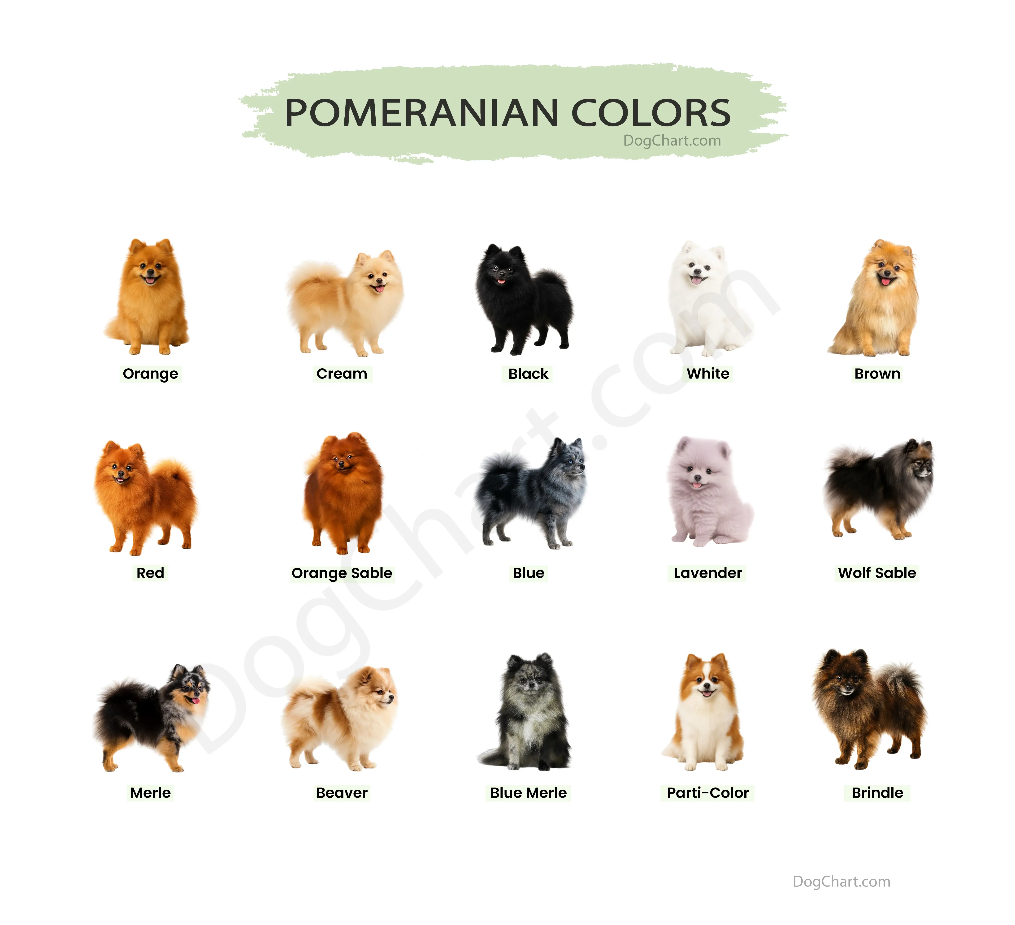 Pomeranian Breeds Colors Pomeranian Breeds Colors