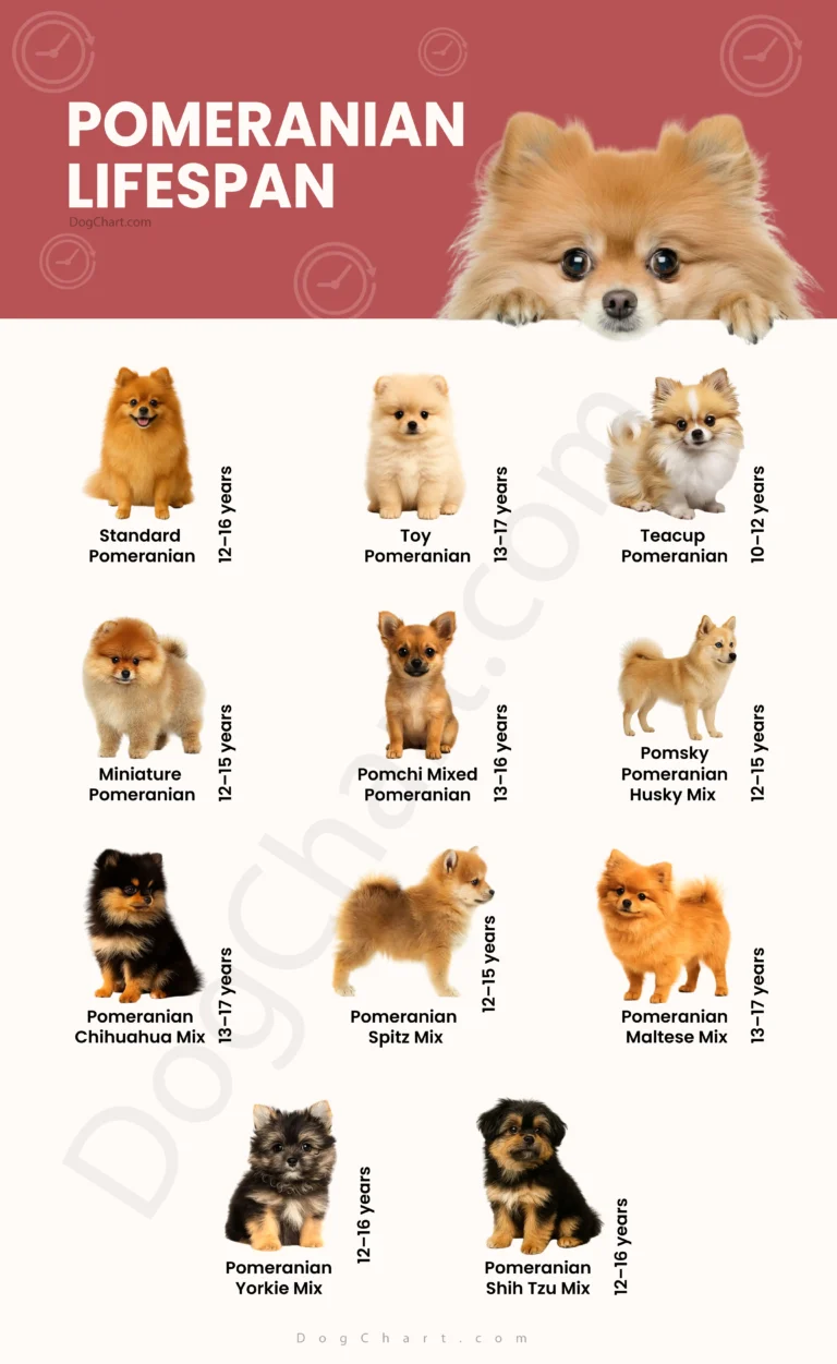 Pomeranian Life Expectancy Pomeranian breeds Life Expectancy