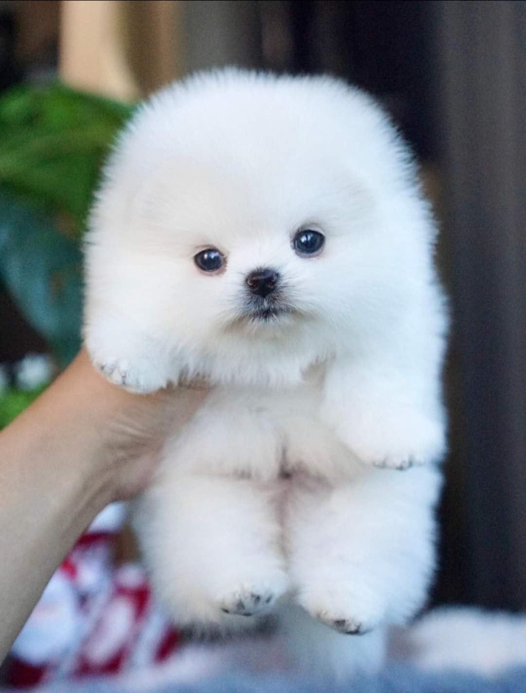 10 Tiny Cute Dogs To Make You Say “Awww!”