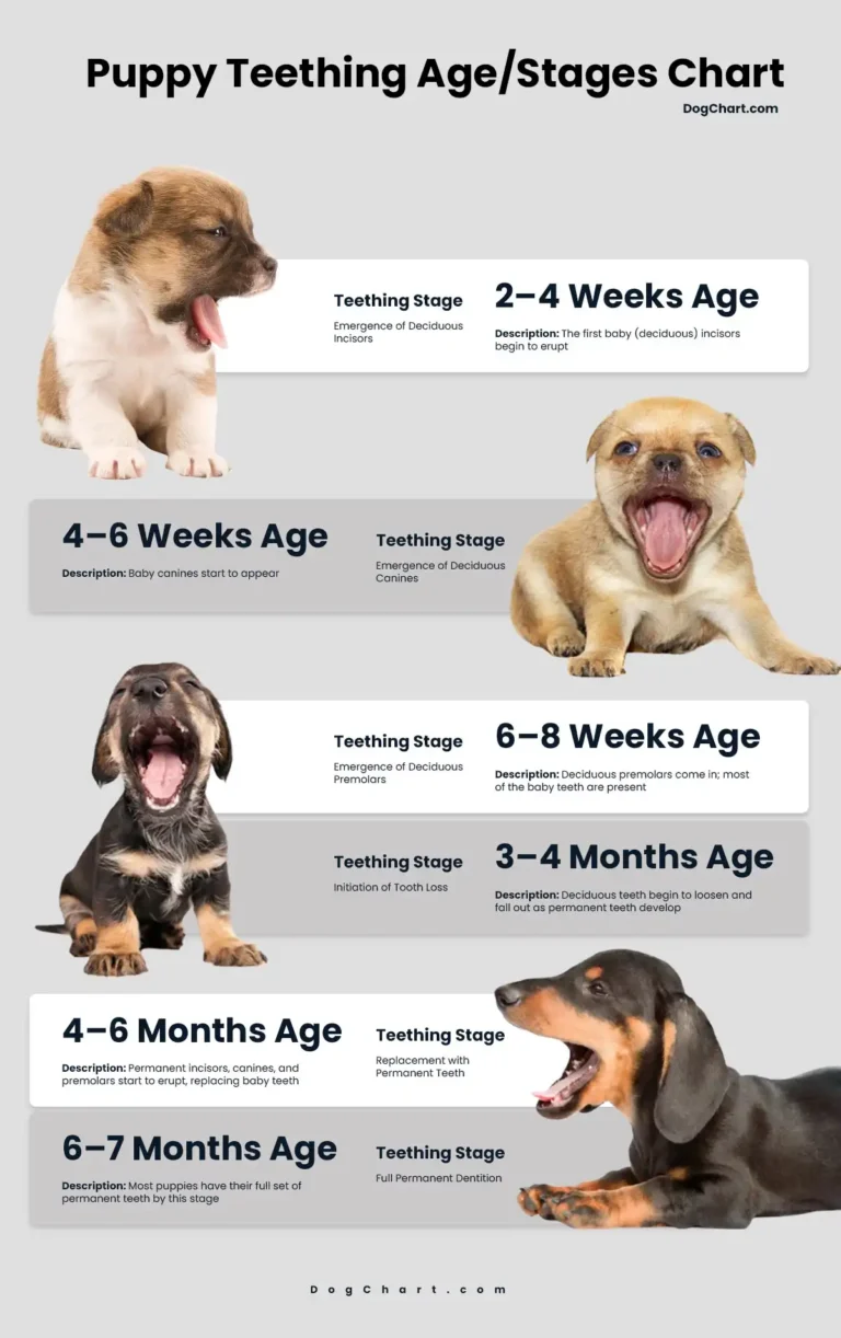 Puppy Teething Age Chart by age and stages