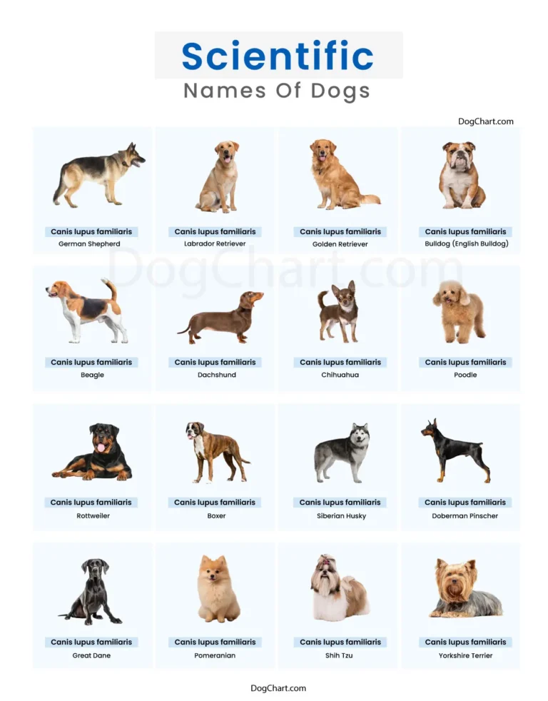 Scientific Name of Dogs