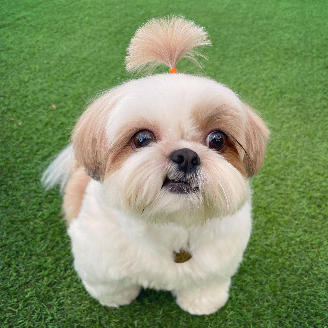 10 Tiny Cute Dogs To Make You Say “Awww!”