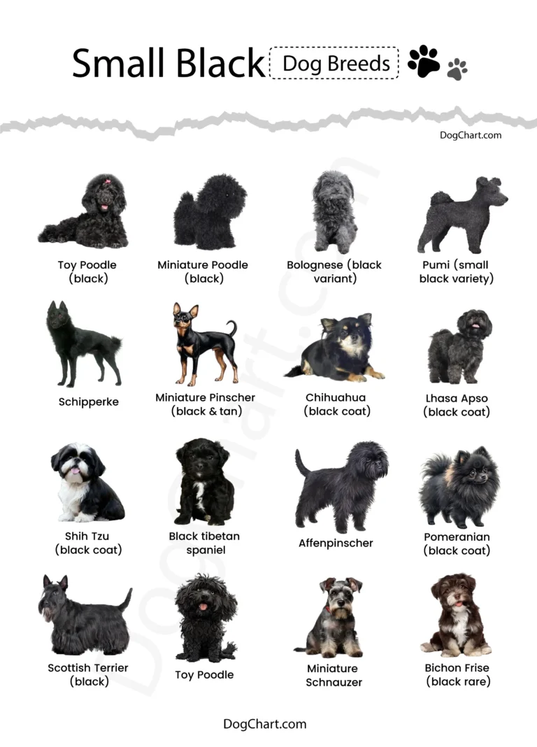 Small Black Dog Breeds List with Pictures Small Black Dog Breeds with pictures