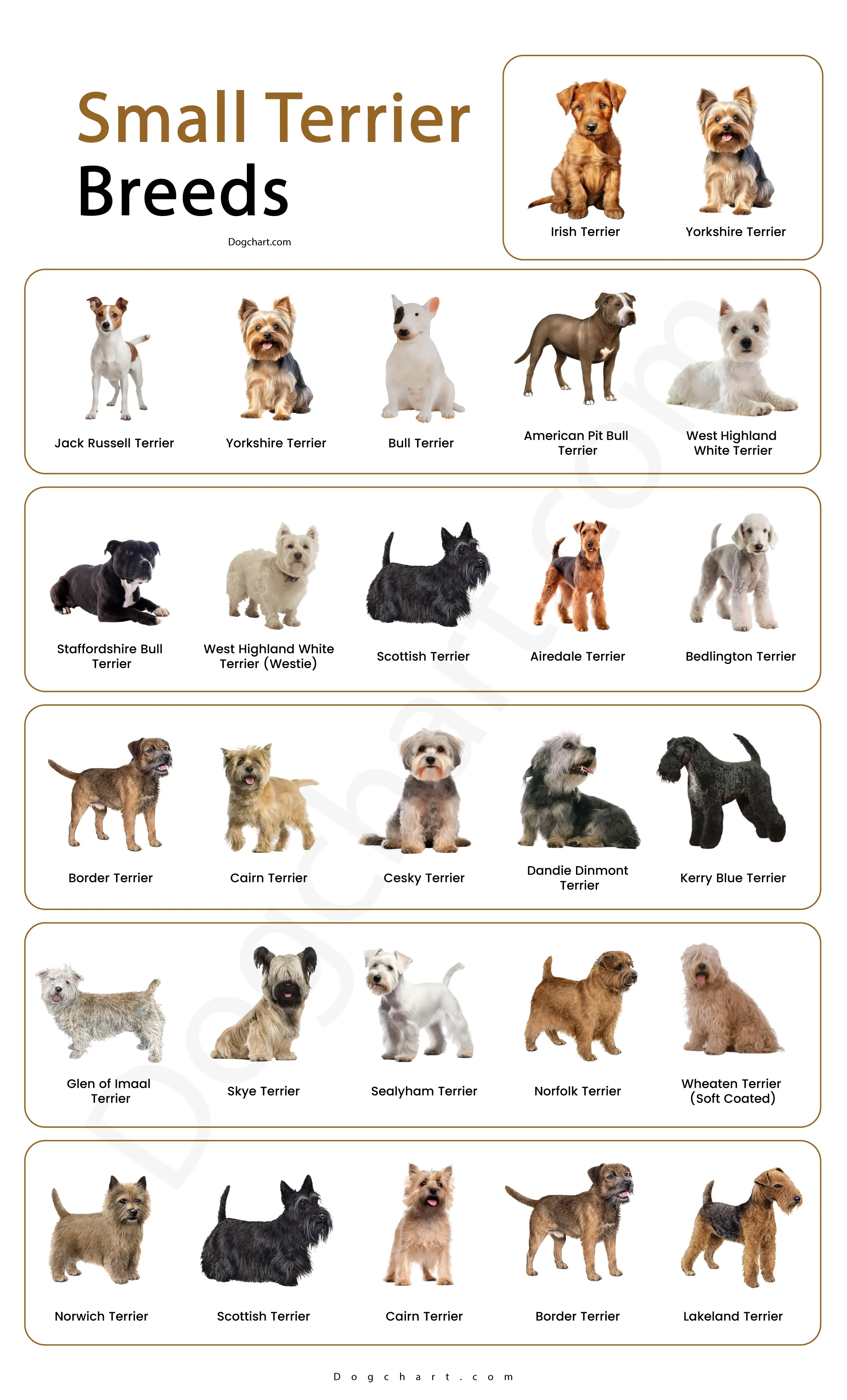 Small Terrier Breeds List with Pictures Small Terrier Breeds List with Pictures
