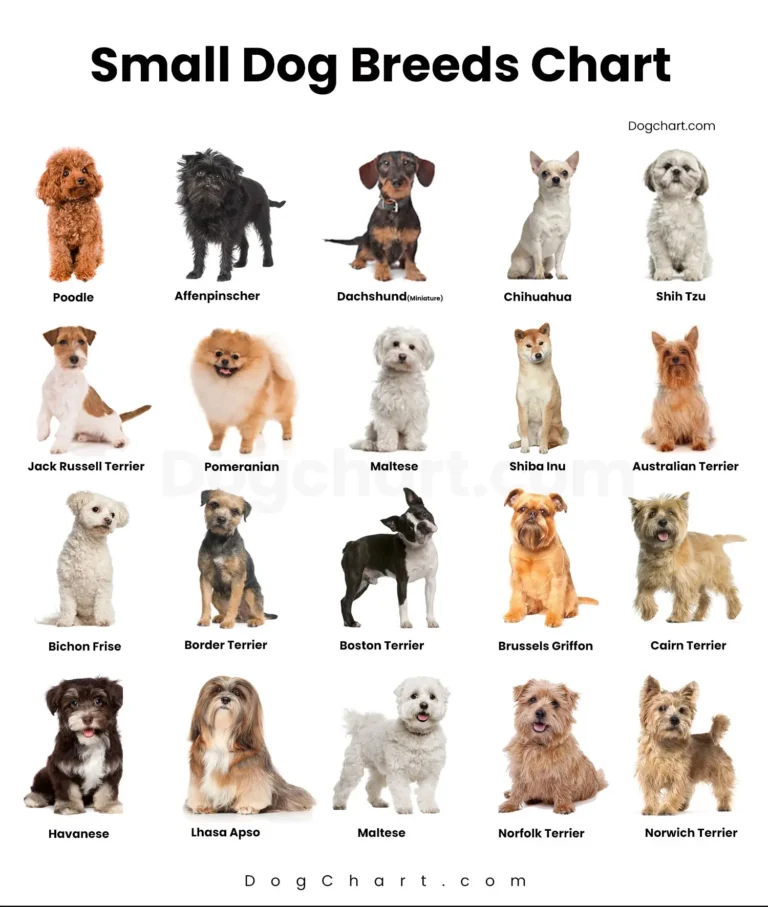 Small dog breeds chart with pictures and names