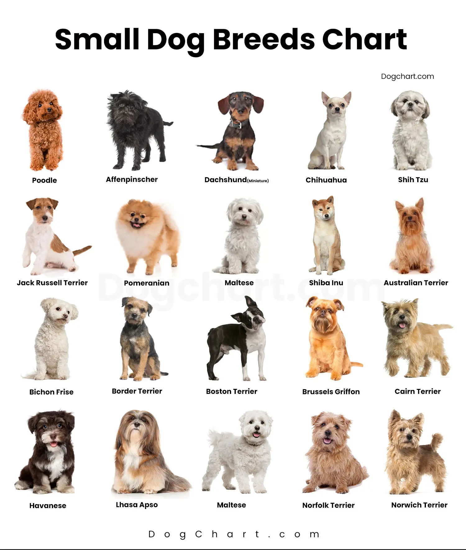 Small Dog Breeds Chart 40 Breeds With Size Temperament
