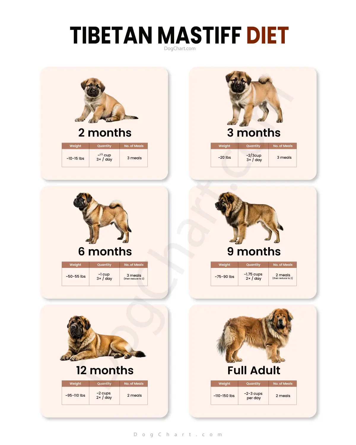 Tibetan Mastiff Diet Chart - Feeding This Giant the Right Way Tibetan Mastiff Diet Chart