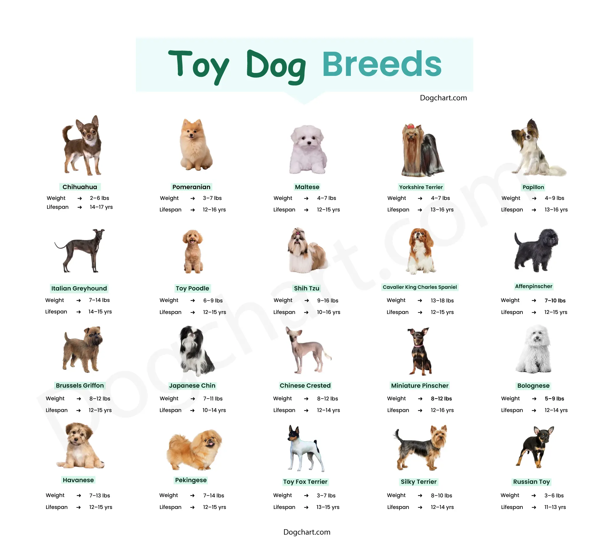 Toy Dog Breeds | You Need To Know About toy dog breeds list with pictures