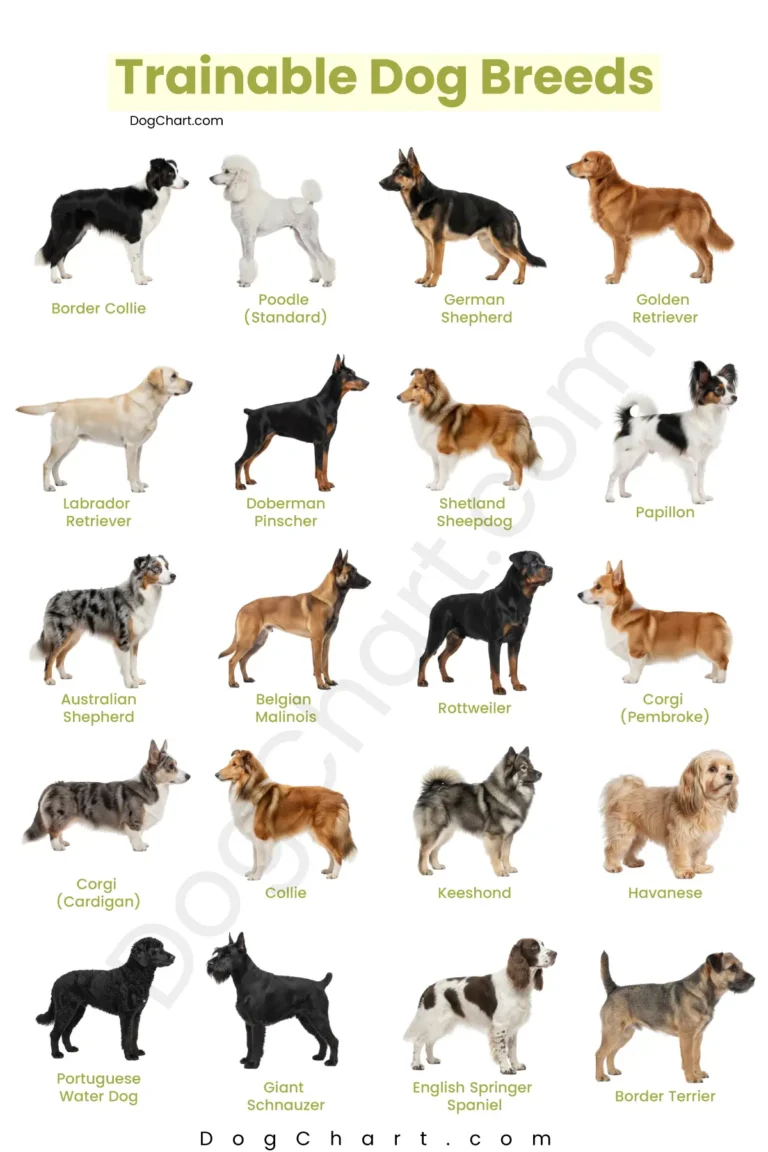 Most Trainable Dog Breeds Trainable dog breeds list