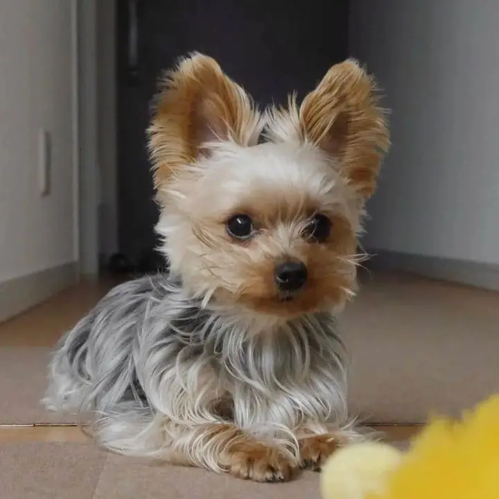 10 Tiny Cute Dogs To Make You Say “Awww!”